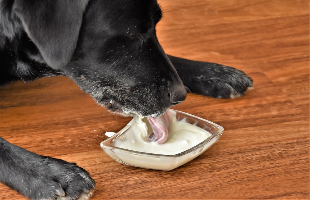Yogurt and Yeast Infection In Dogs [Explained] - Nashville Paw