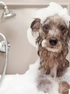 How To Make Your Dog’s Baths Easier