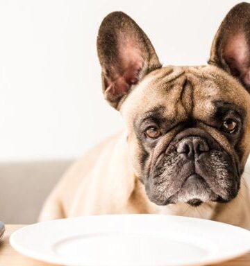 Easy and Delicious Ways To Improve Your Dog’s Diet