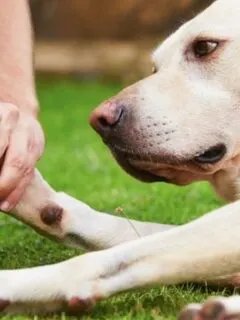 Safety Tips To Maintain Your Dog’s Nails