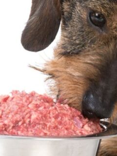 Are Raw Diets Recommended for Dogs