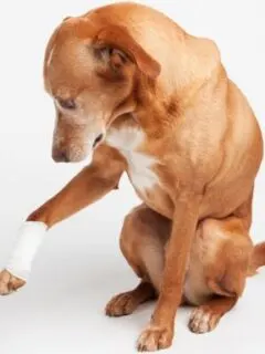 Dog Lameness: Causes, Symptoms, and Treatments