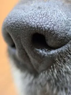 Is The Dog Sick If His Nose Is Not Wet