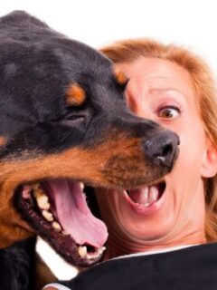 Natural Remedies for Bad Breath in Dogs