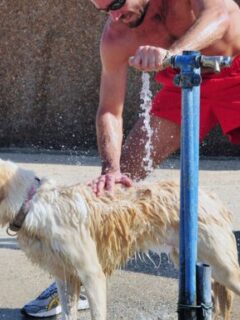 Heat Stroke In Dogs: Causes, Symptoms, Treatment & Prevention